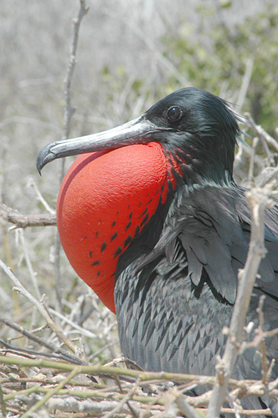 A male frigatebird with its red throat pouch inflated